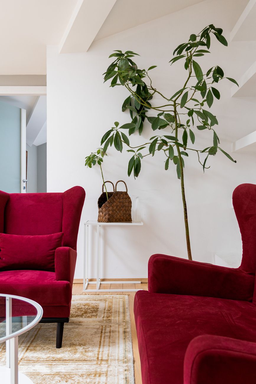 Lys bolig med to magenta lænestole og grønne planter